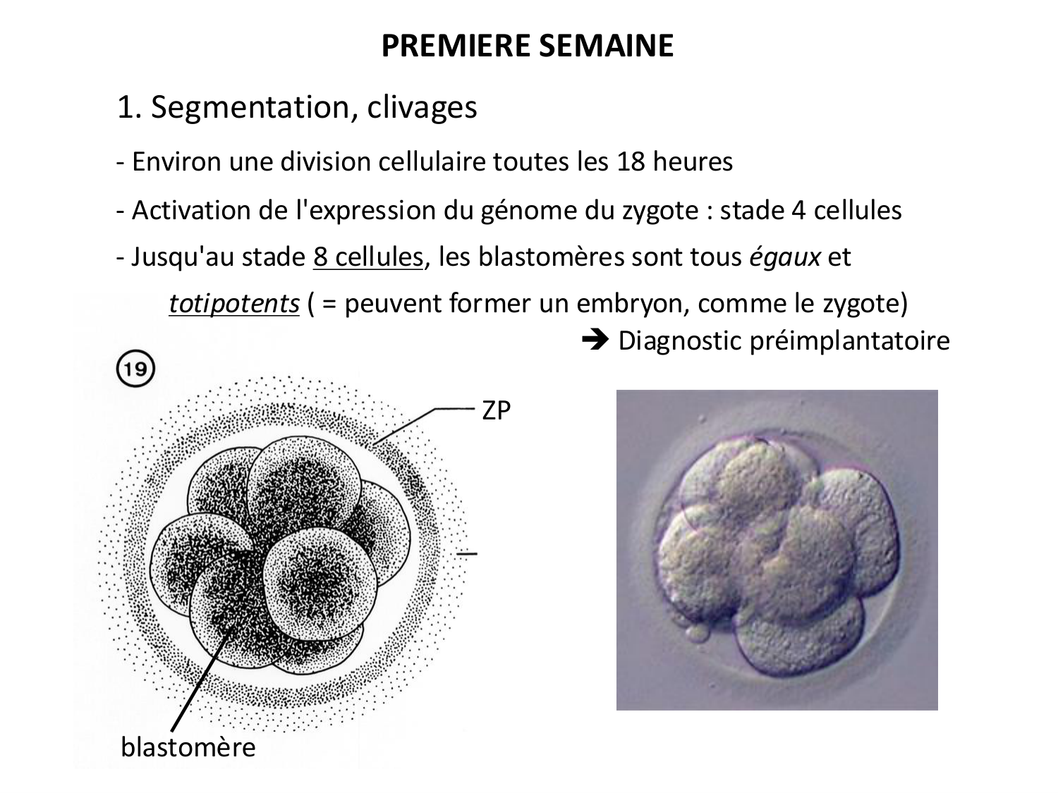 Développement — semaines 1 et 2 page 9