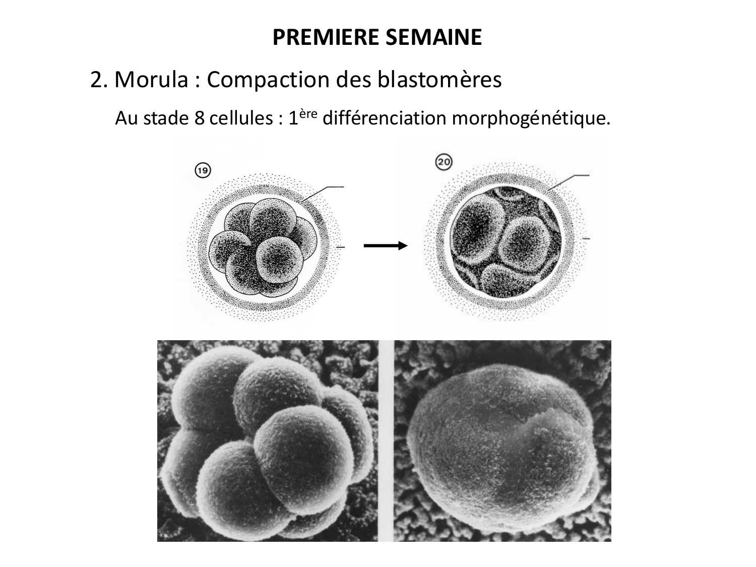 Développement — semaines 1 et 2 page 11