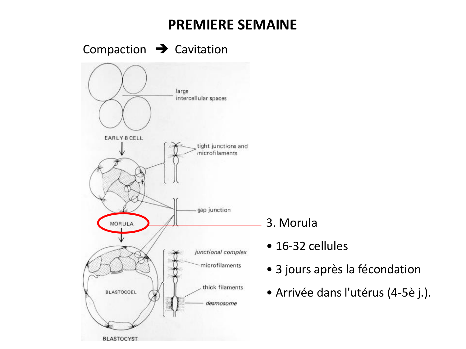 Développement — semaines 1 et 2 page 14