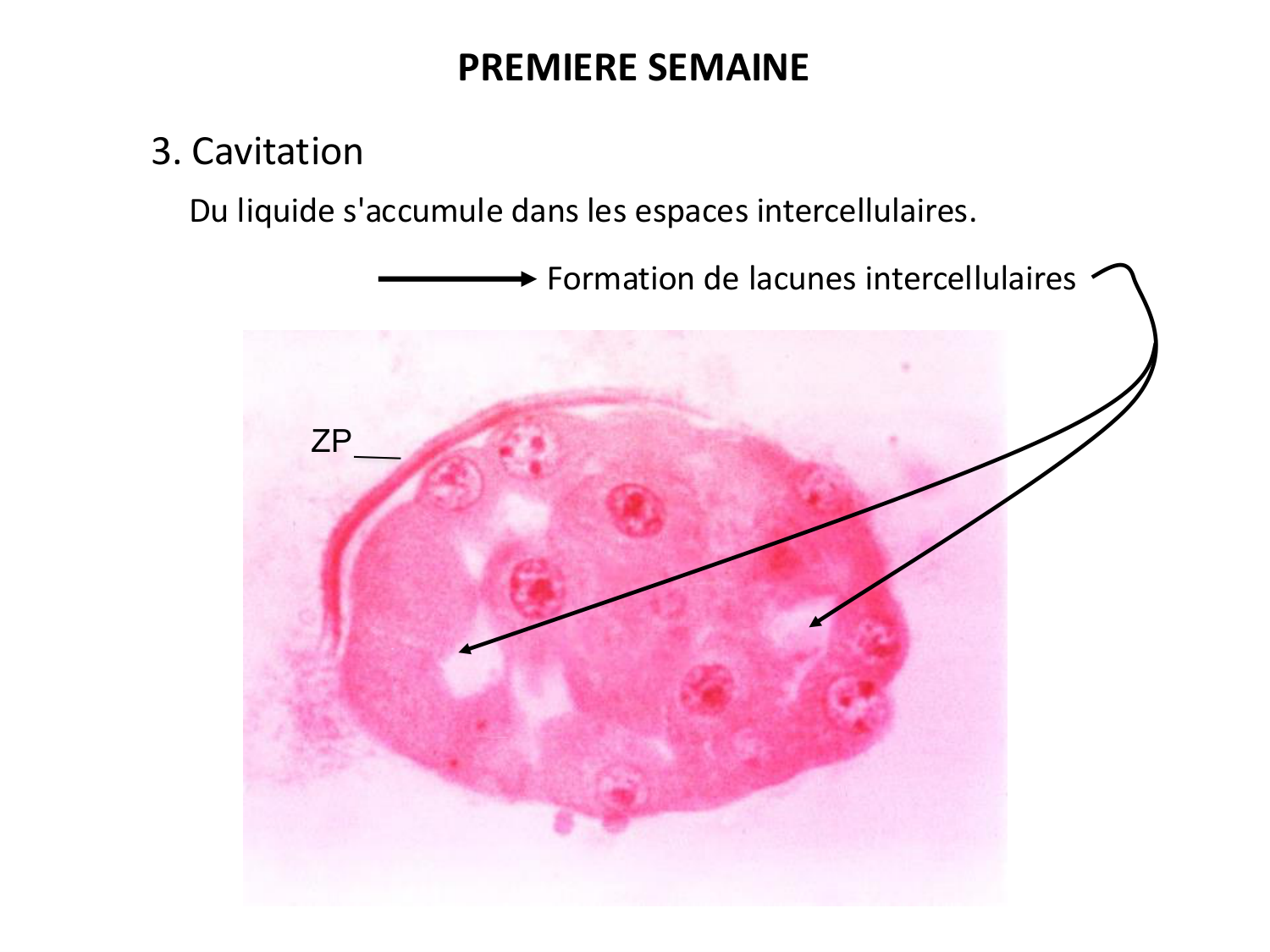 Développement — semaines 1 et 2 page 15