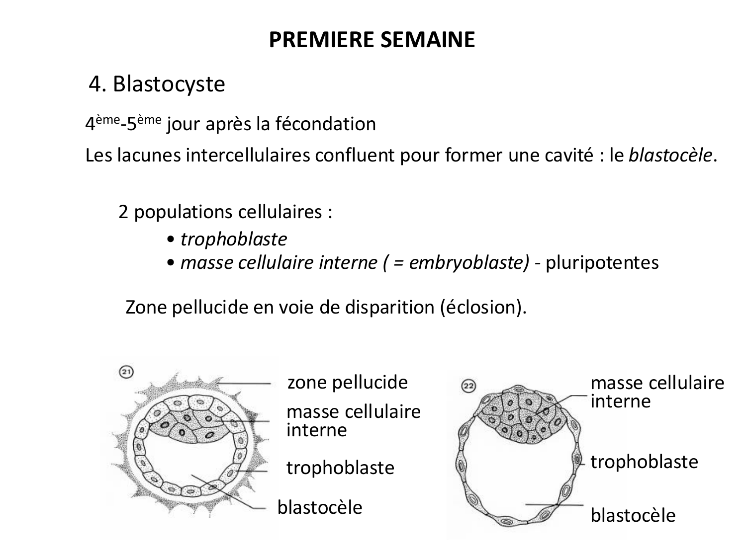 Développement — semaines 1 et 2 page 16