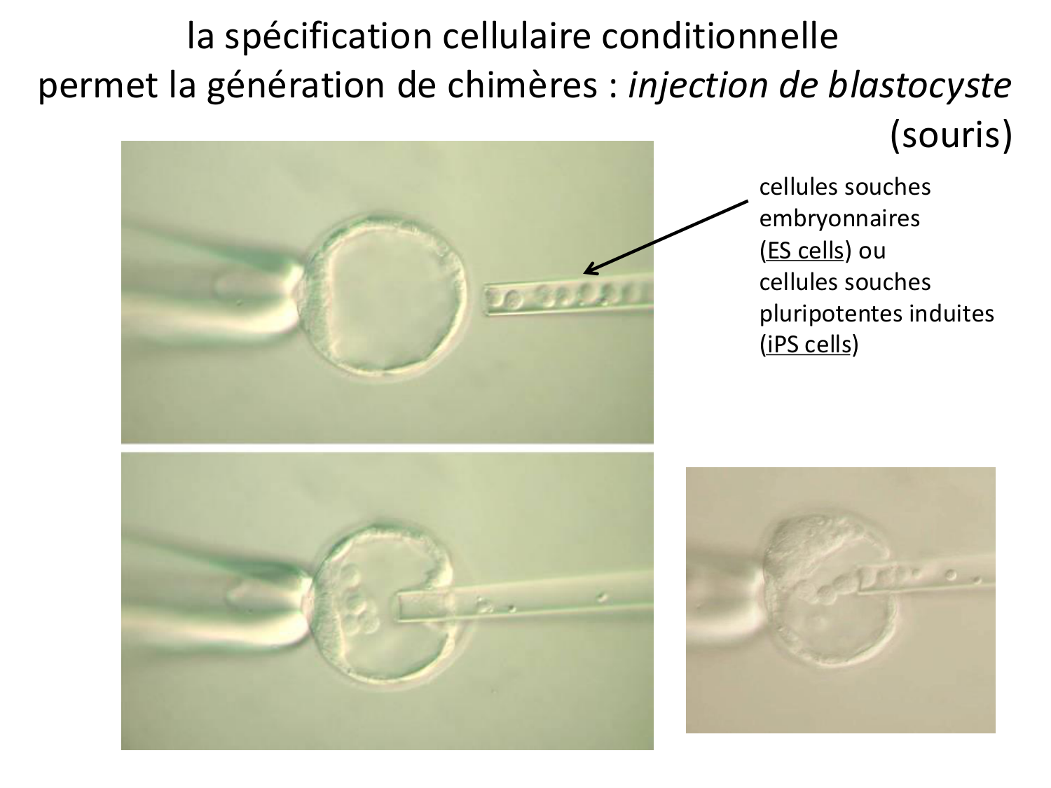 Développement — semaines 1 et 2 page 19