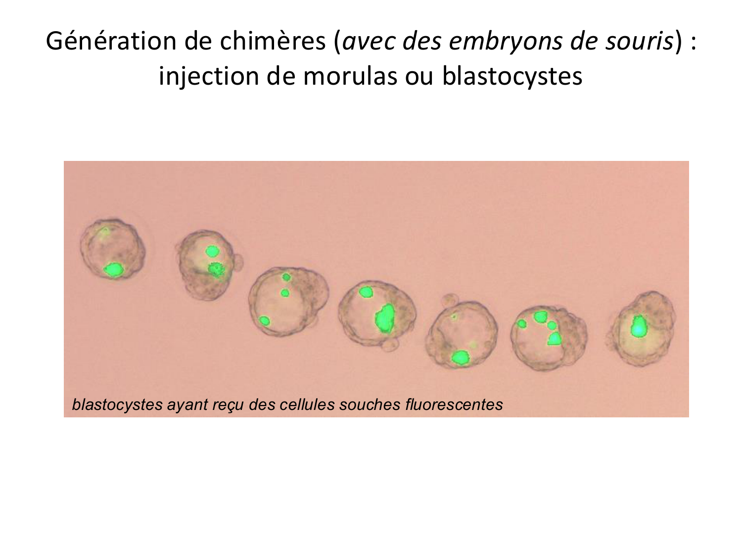 Développement — semaines 1 et 2 page 20