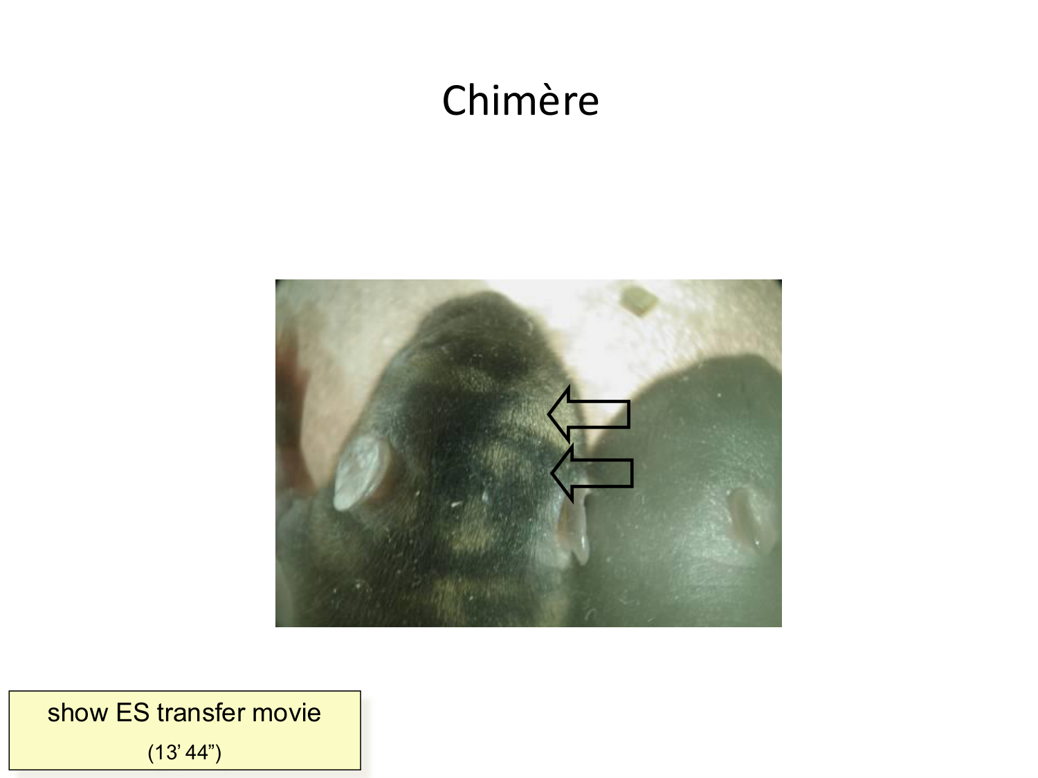 Développement — semaines 1 et 2 page 21