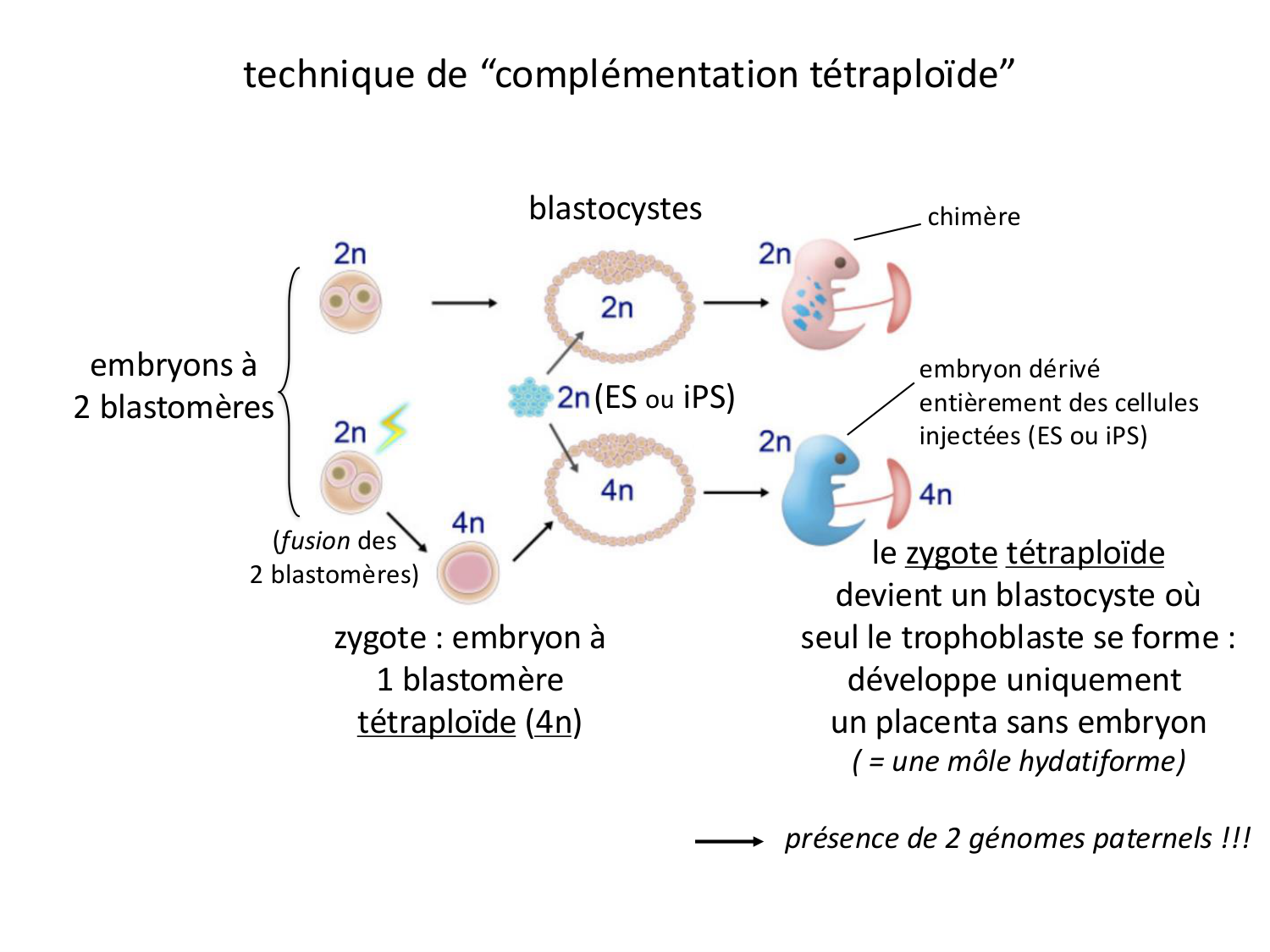 Développement — semaines 1 et 2 page 22