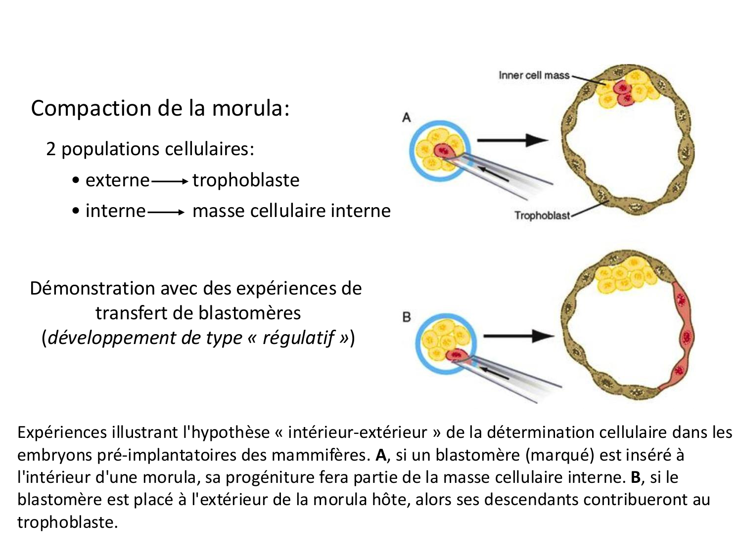 Développement — semaines 1 et 2 page 23