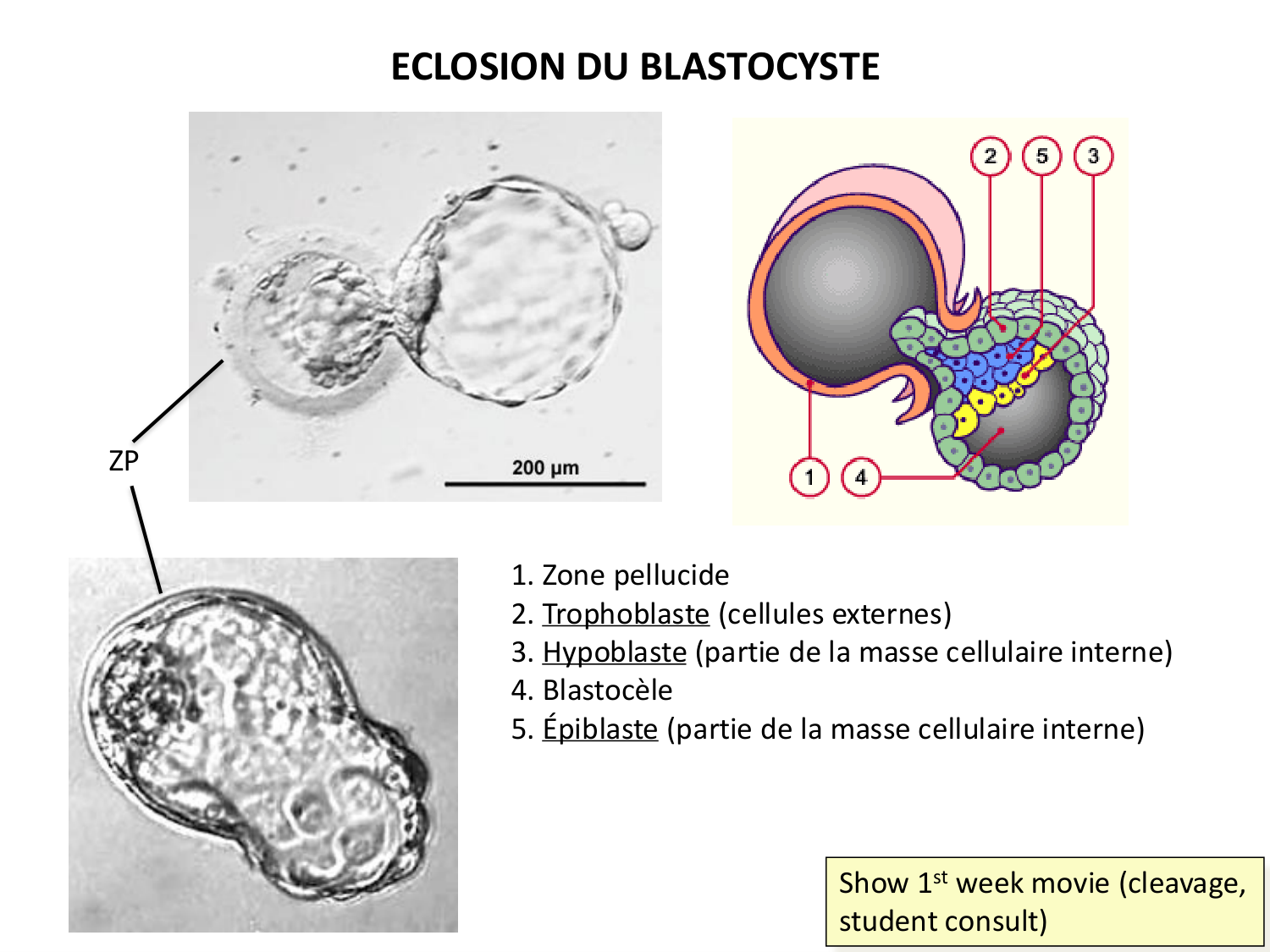 Développement — semaines 1 et 2 page 24