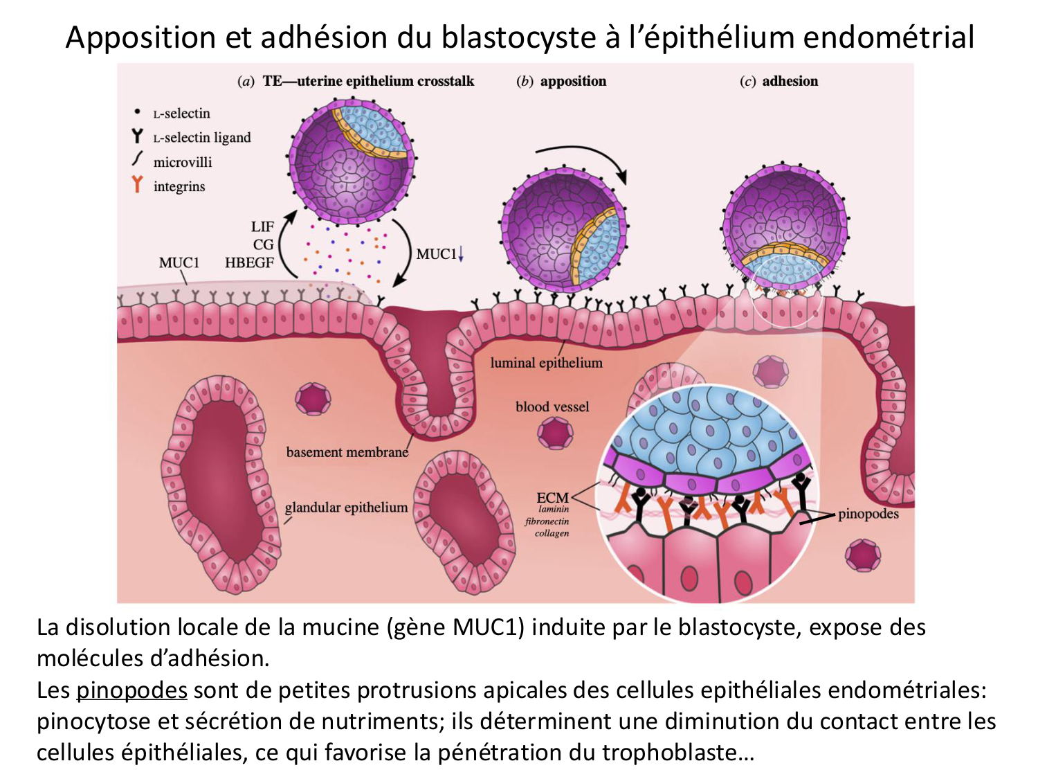 Développement — semaines 1 et 2 page 25