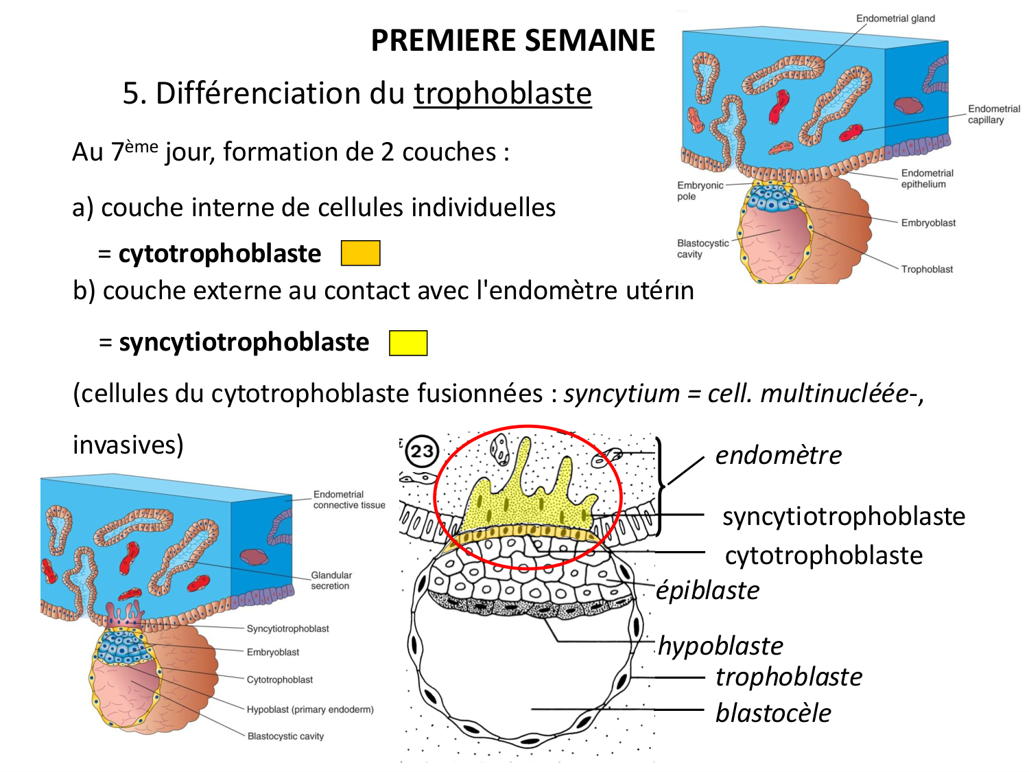Développement — semaines 1 et 2 page 26