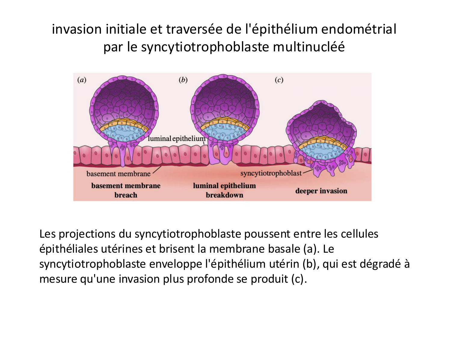 Développement — semaines 1 et 2 page 27