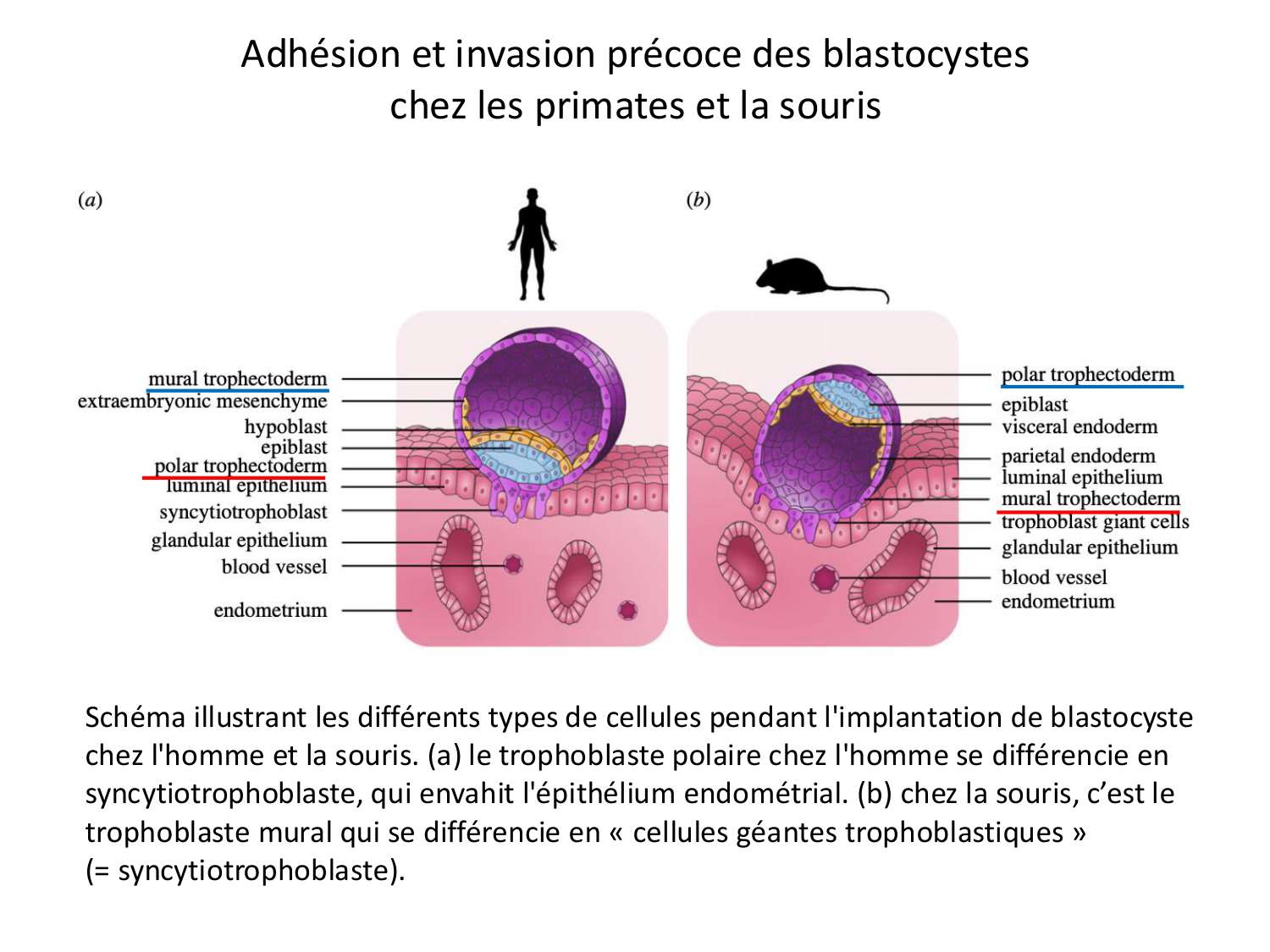 Développement — semaines 1 et 2 page 28