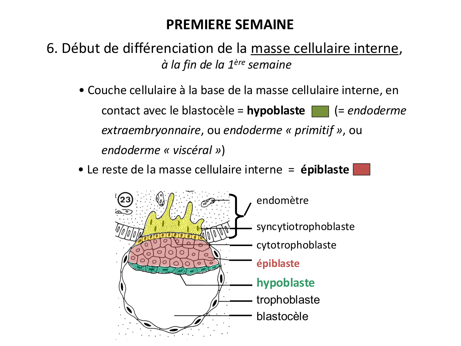 Développement — semaines 1 et 2 page 30