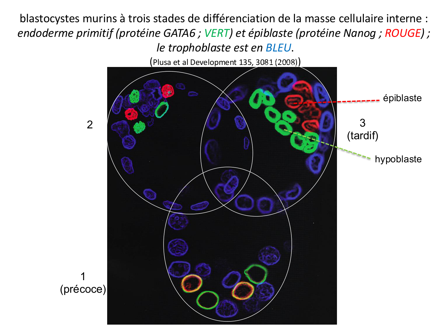 Développement — semaines 1 et 2 page 31