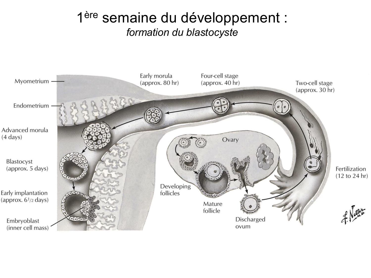 Développement — semaines 1 et 2 page 34