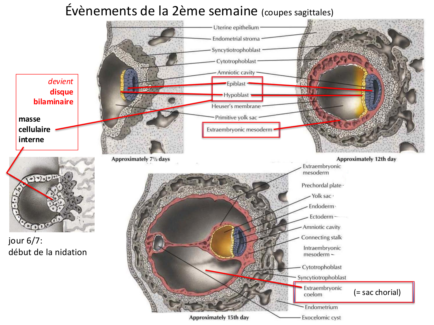 Développement — semaines 1 et 2 page 35