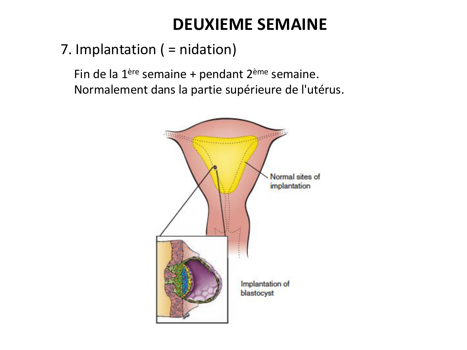 Développement — semaines 1 et 2 page 36