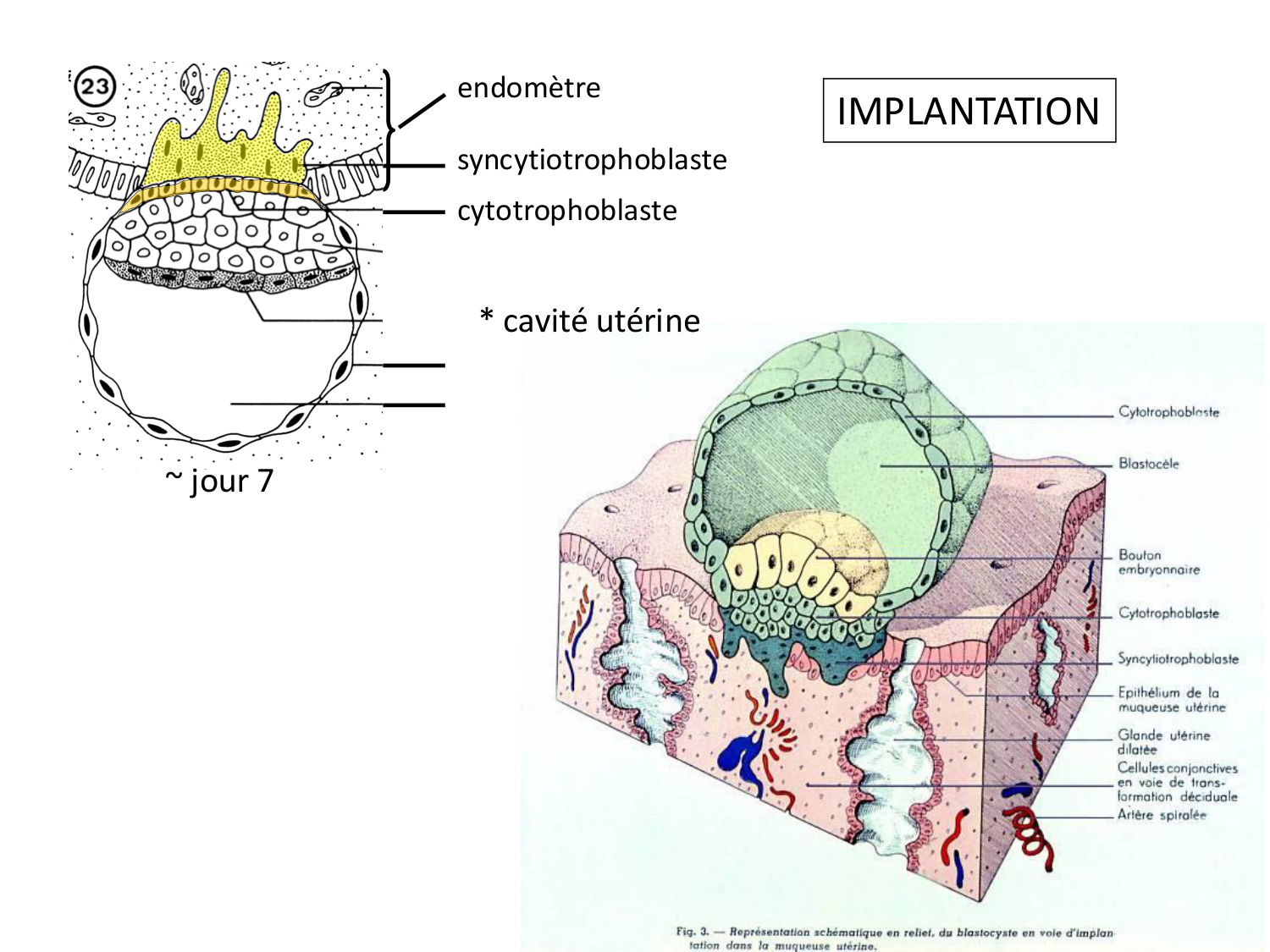Développement — semaines 1 et 2 page 38