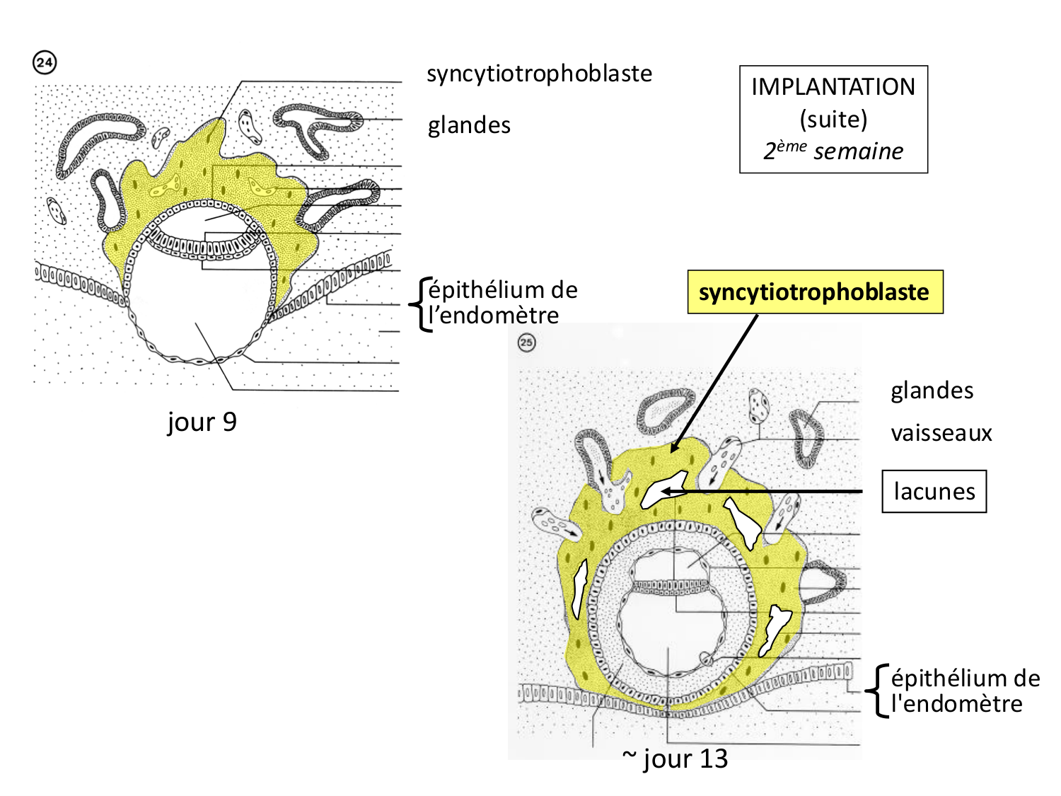 Développement — semaines 1 et 2 page 40