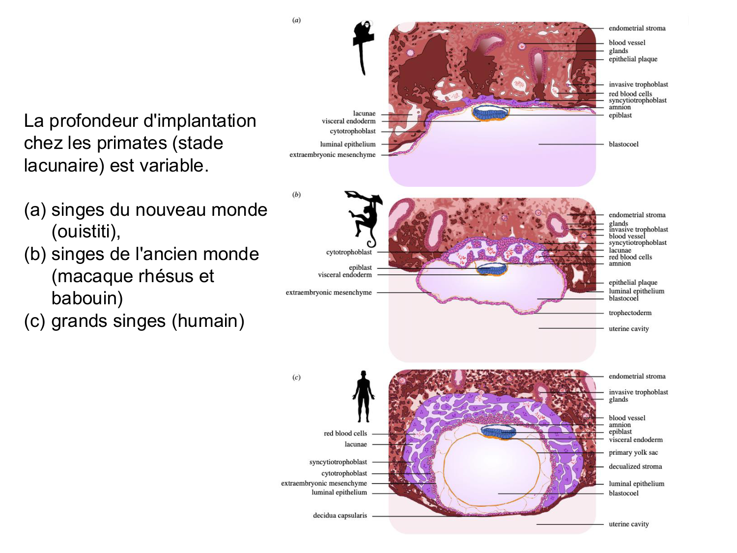 Développement — semaines 1 et 2 page 41