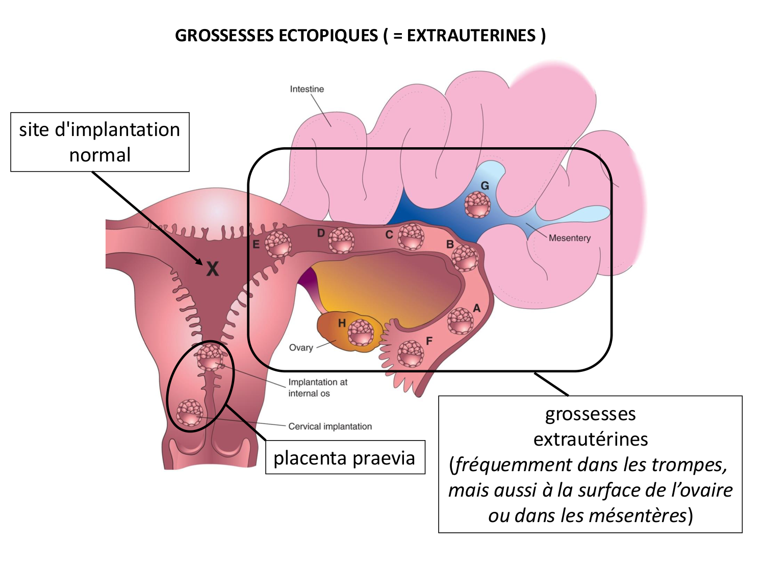 Développement — semaines 1 et 2 page 42