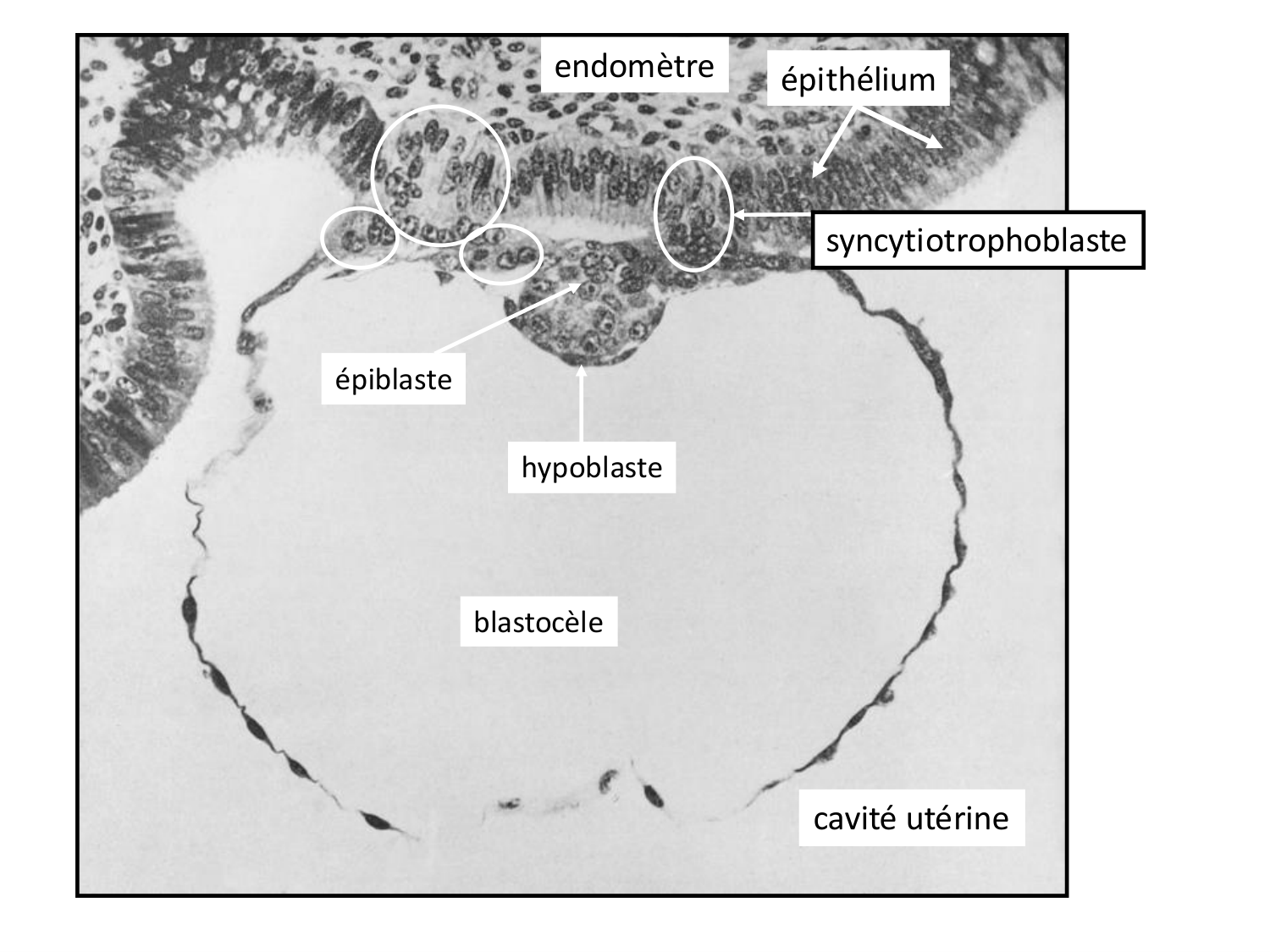 Développement — semaines 1 et 2 page 46