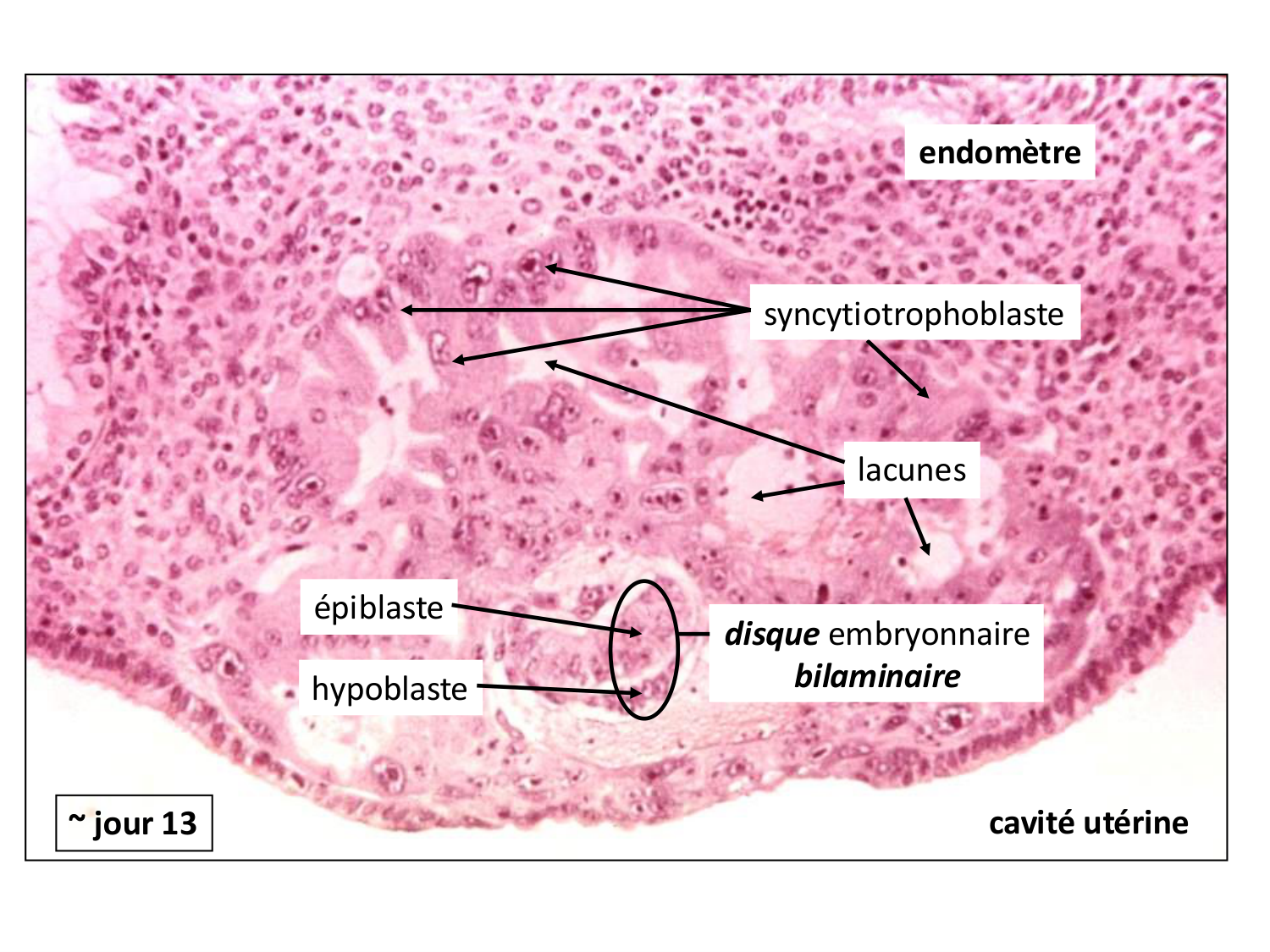 Développement — semaines 1 et 2 page 47