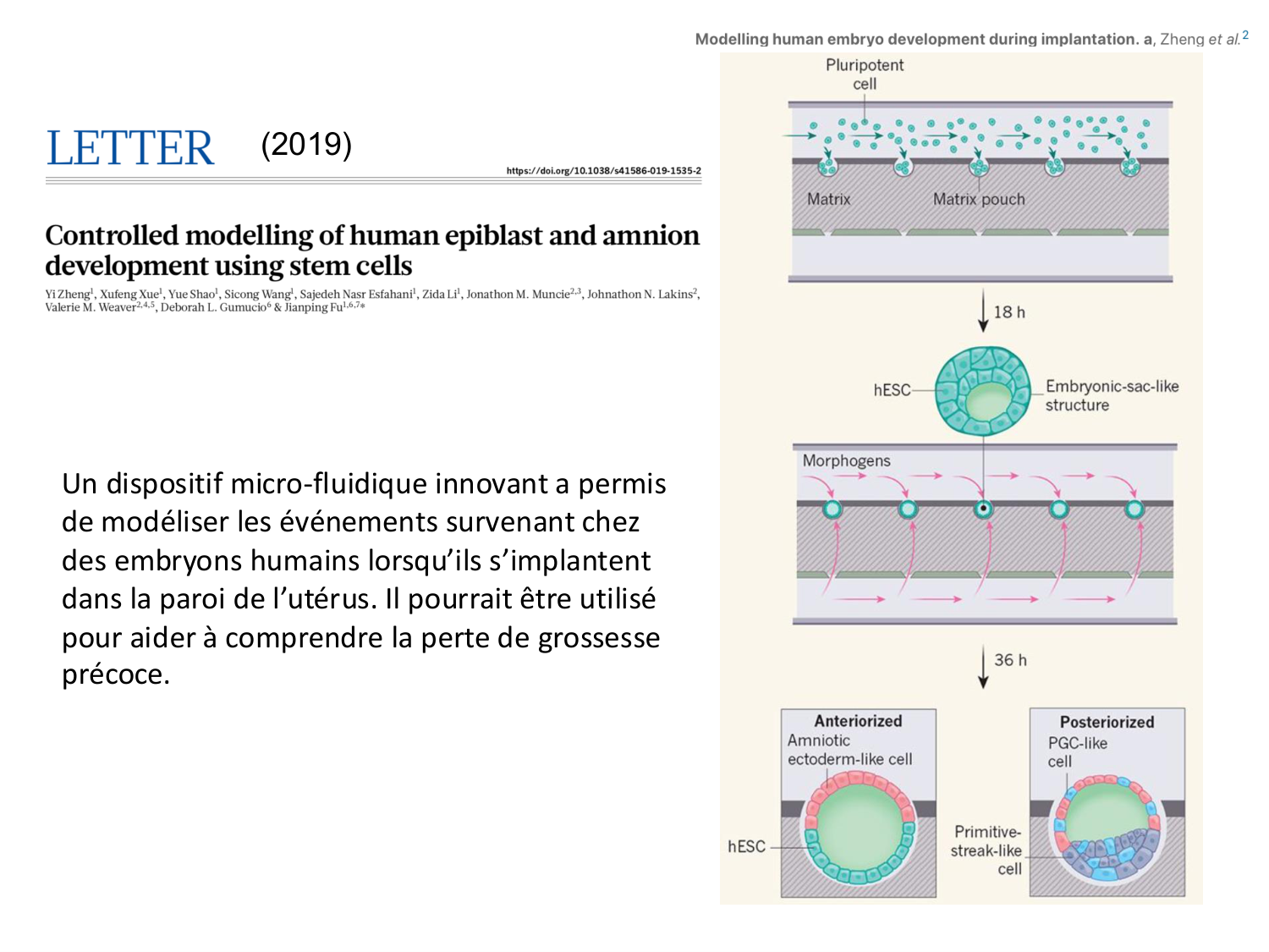 Développement — semaines 1 et 2 page 49