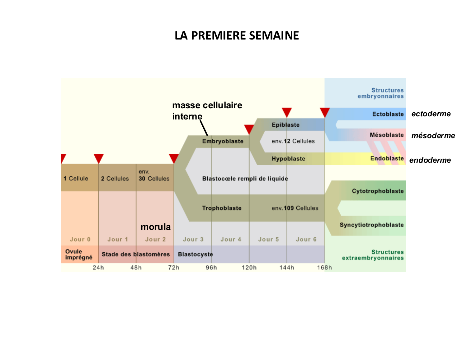 Développement — semaines 1 et 2 page 50