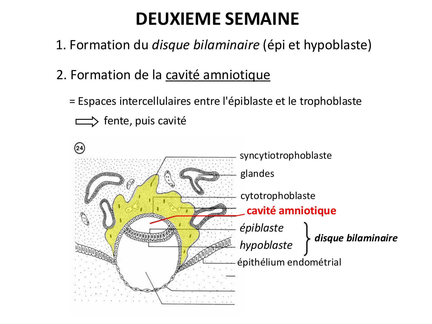 Développement — semaines 1 et 2 page 51