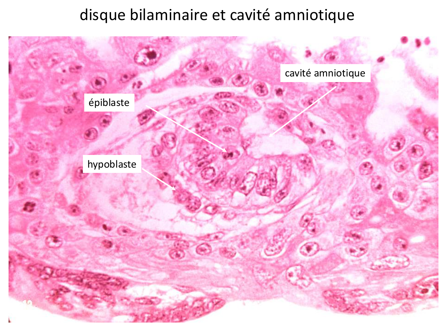 Développement — semaines 1 et 2 page 52