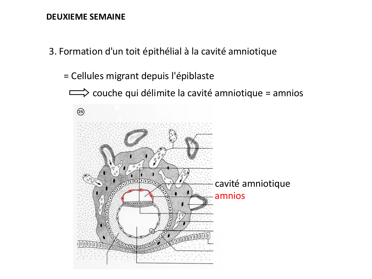 Développement — semaines 1 et 2 page 53