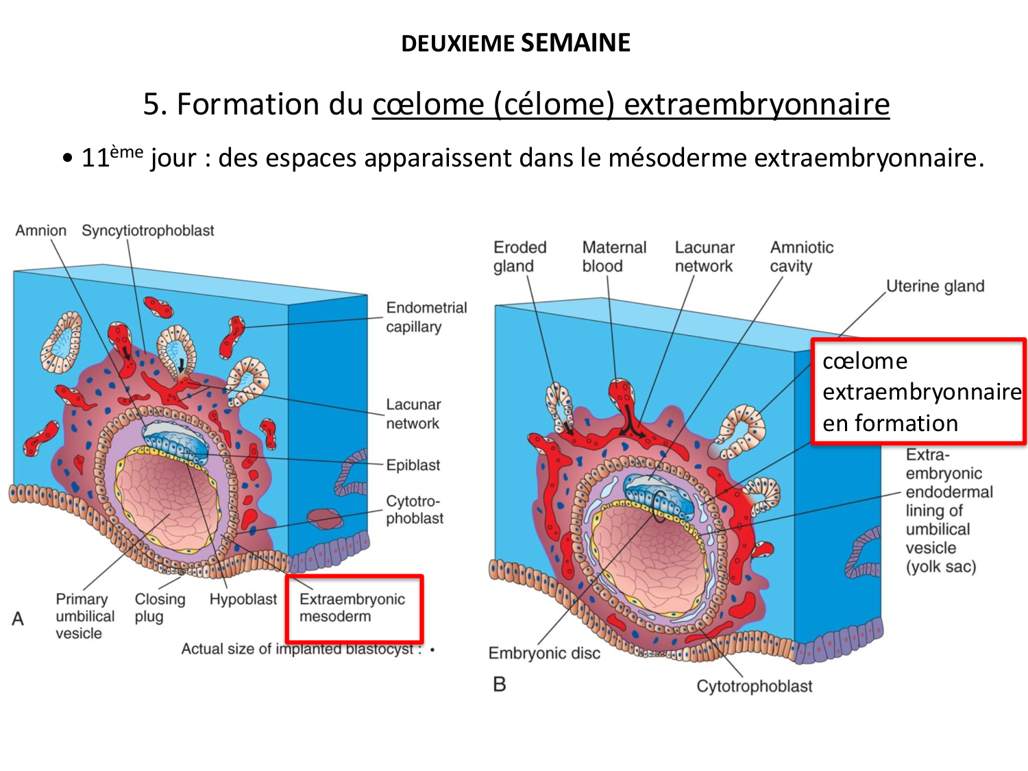 Développement — semaines 1 et 2 page 56