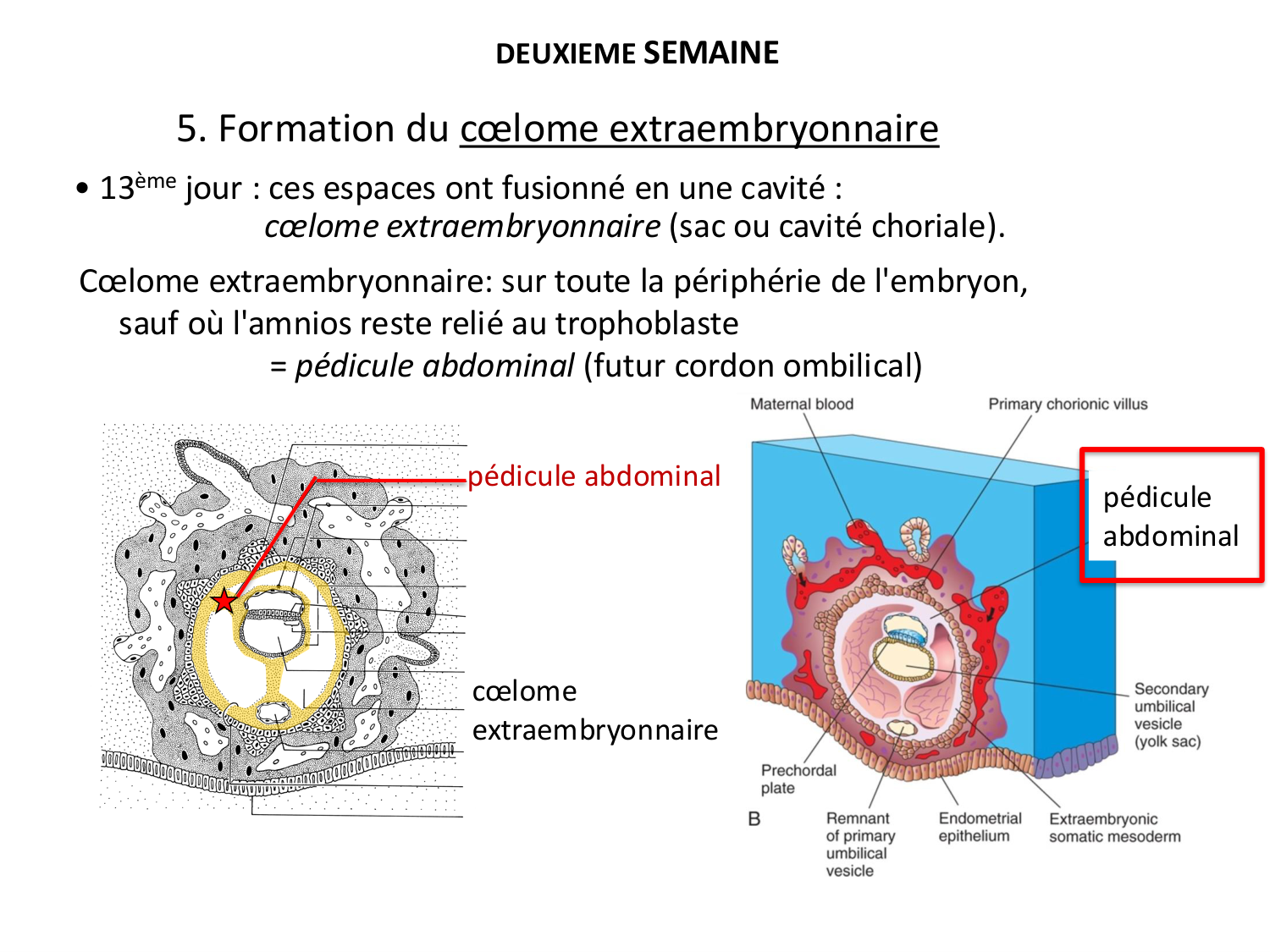 Développement — semaines 1 et 2 page 57