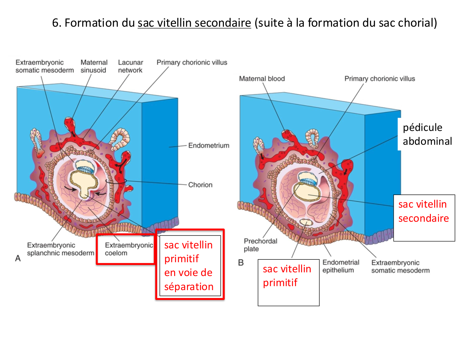 Développement — semaines 1 et 2 page 58