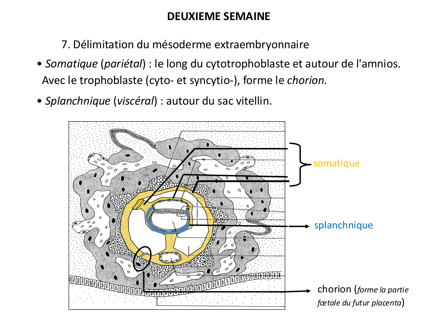 Développement — semaines 1 et 2 page 60