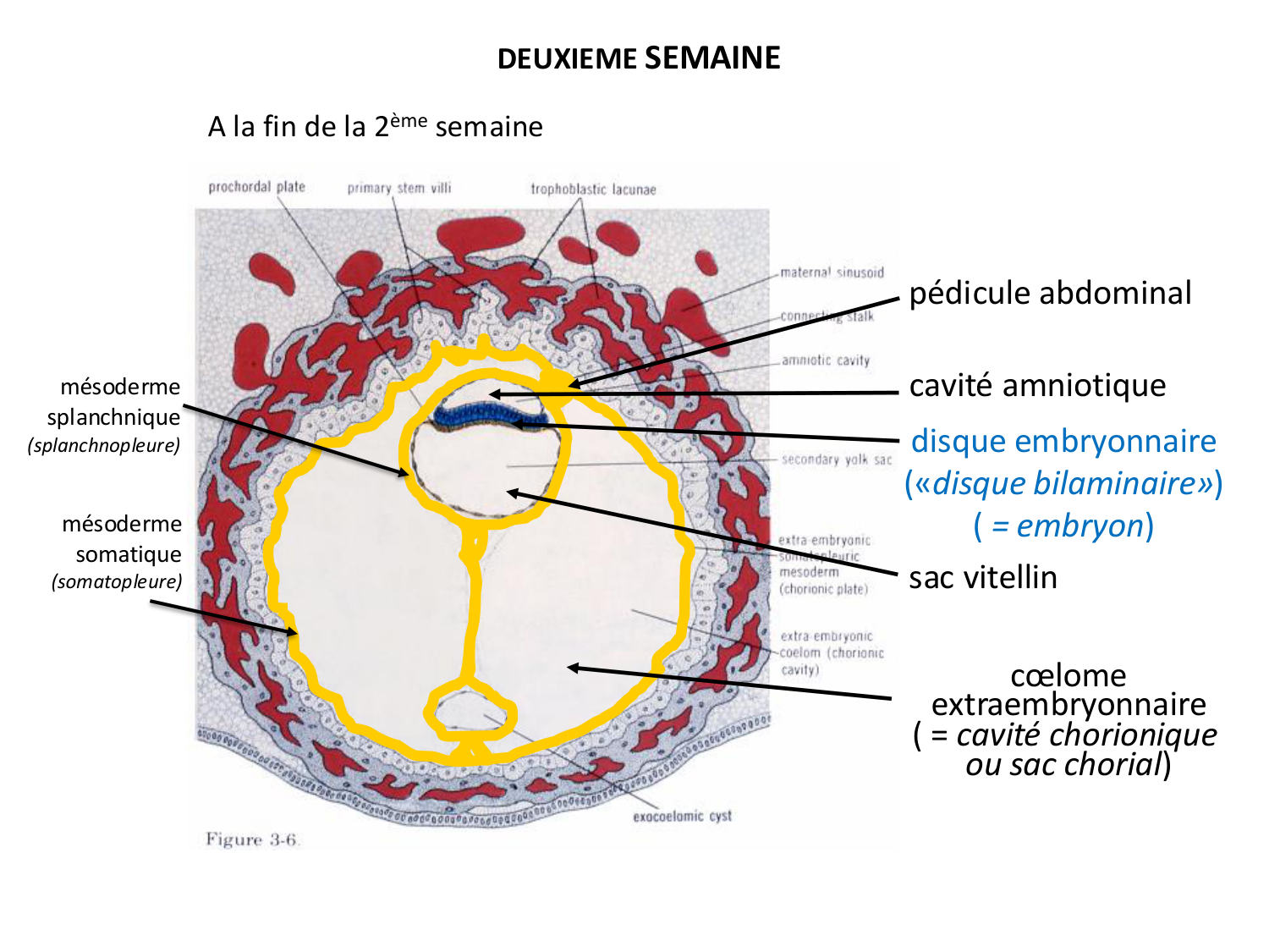 Développement — semaines 1 et 2 page 61