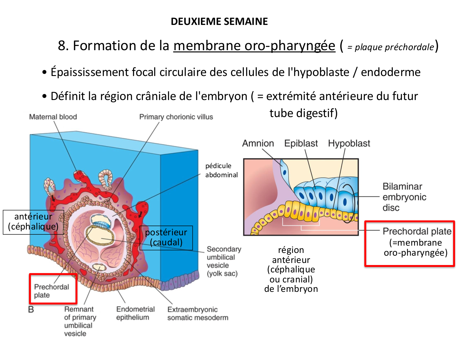 Développement — semaines 1 et 2 page 62
