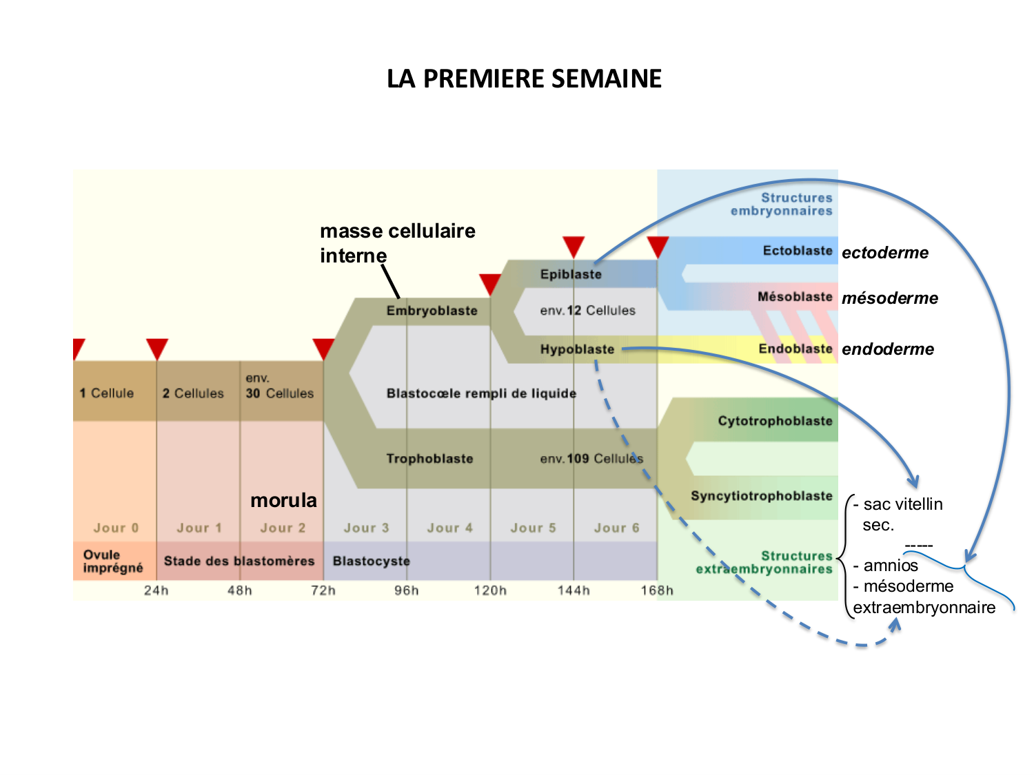 Développement — semaines 1 et 2 page 63