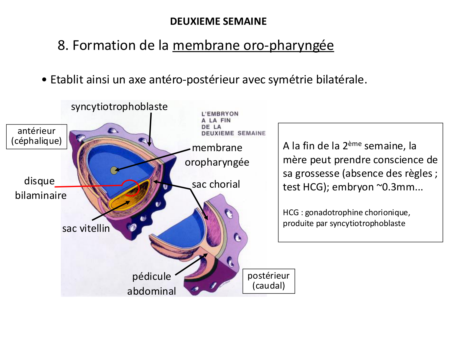 Développement — semaines 1 et 2 page 64