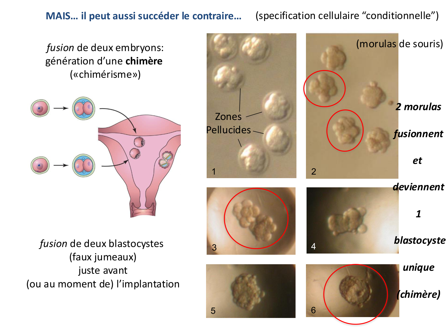 Développement — semaines 1 et 2 page 77