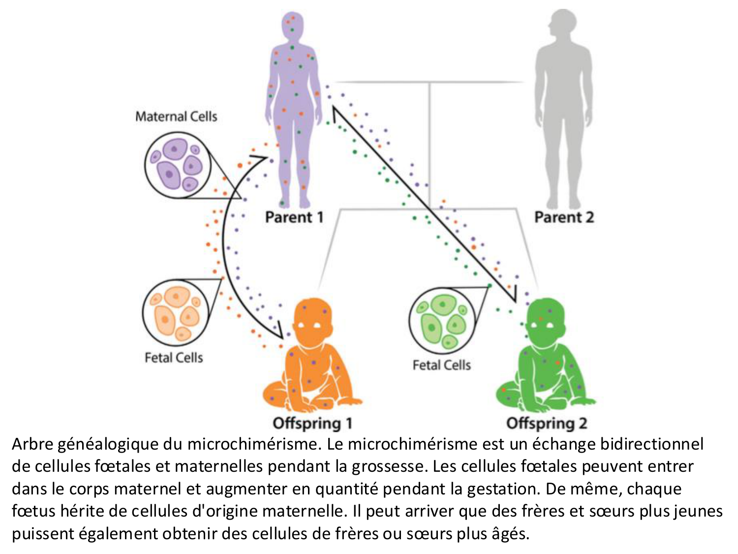 Développement — semaines 1 et 2 page 84
