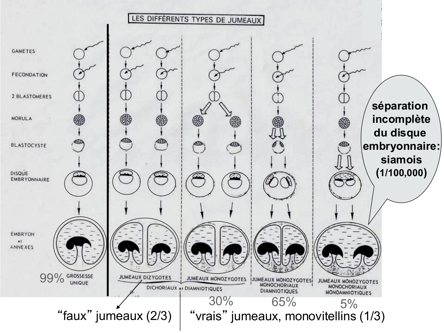 Développement — semaines 1 et 2 page 86