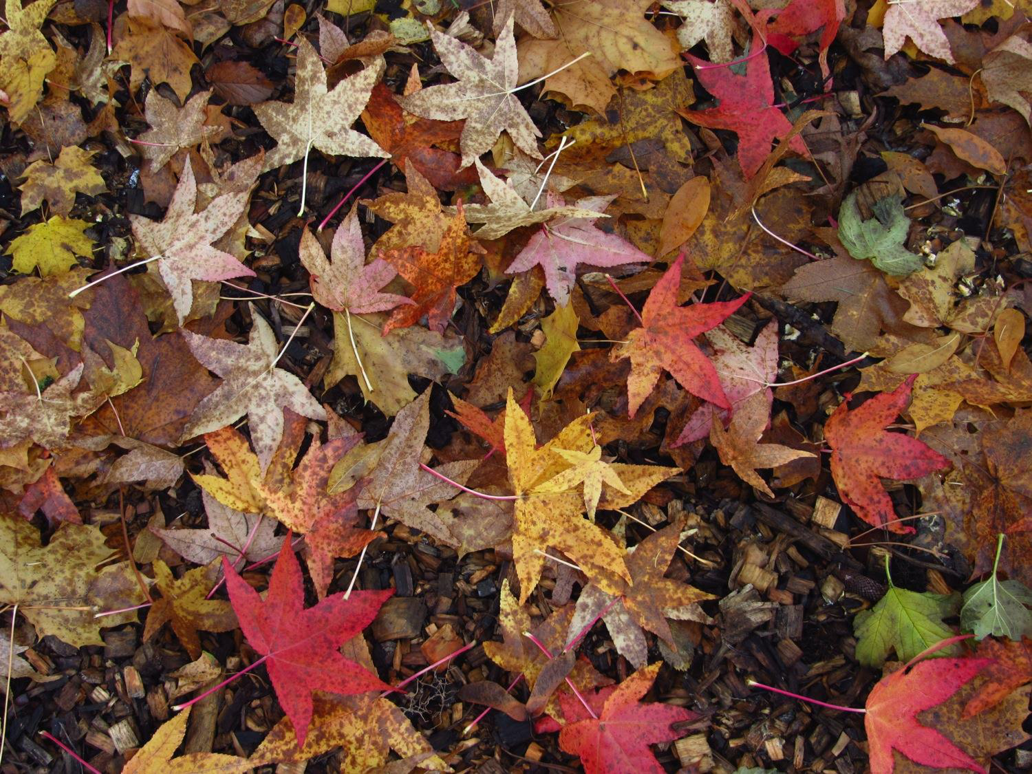 Développement — semaines 1 et 2 page 87