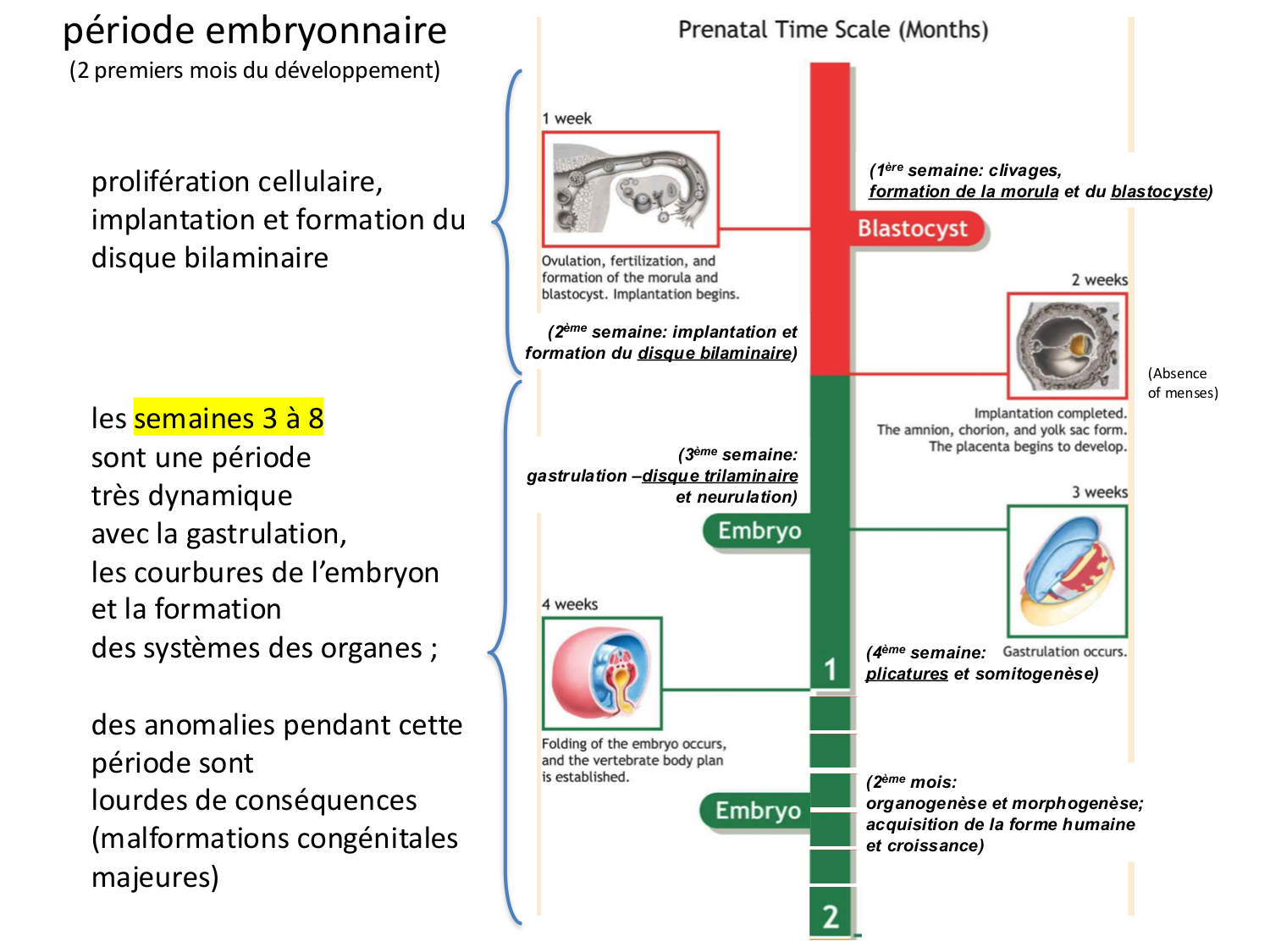 Développement — semaine 3 page 4