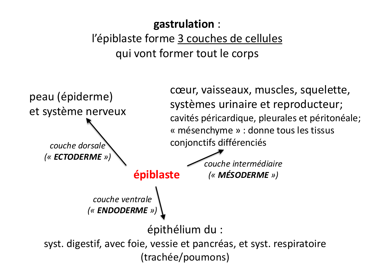 Développement — semaine 3 page 6