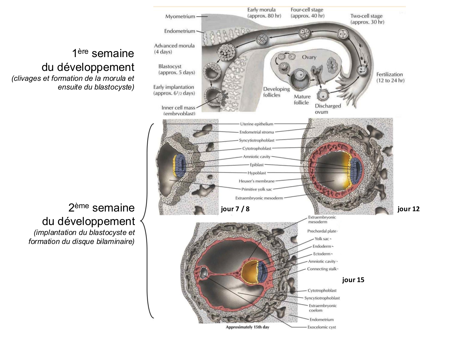 Développement — semaine 3 page 7