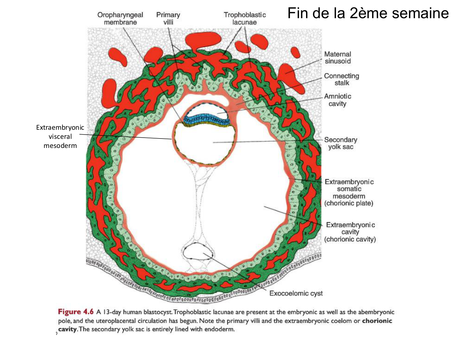 Développement — semaine 3 page 8