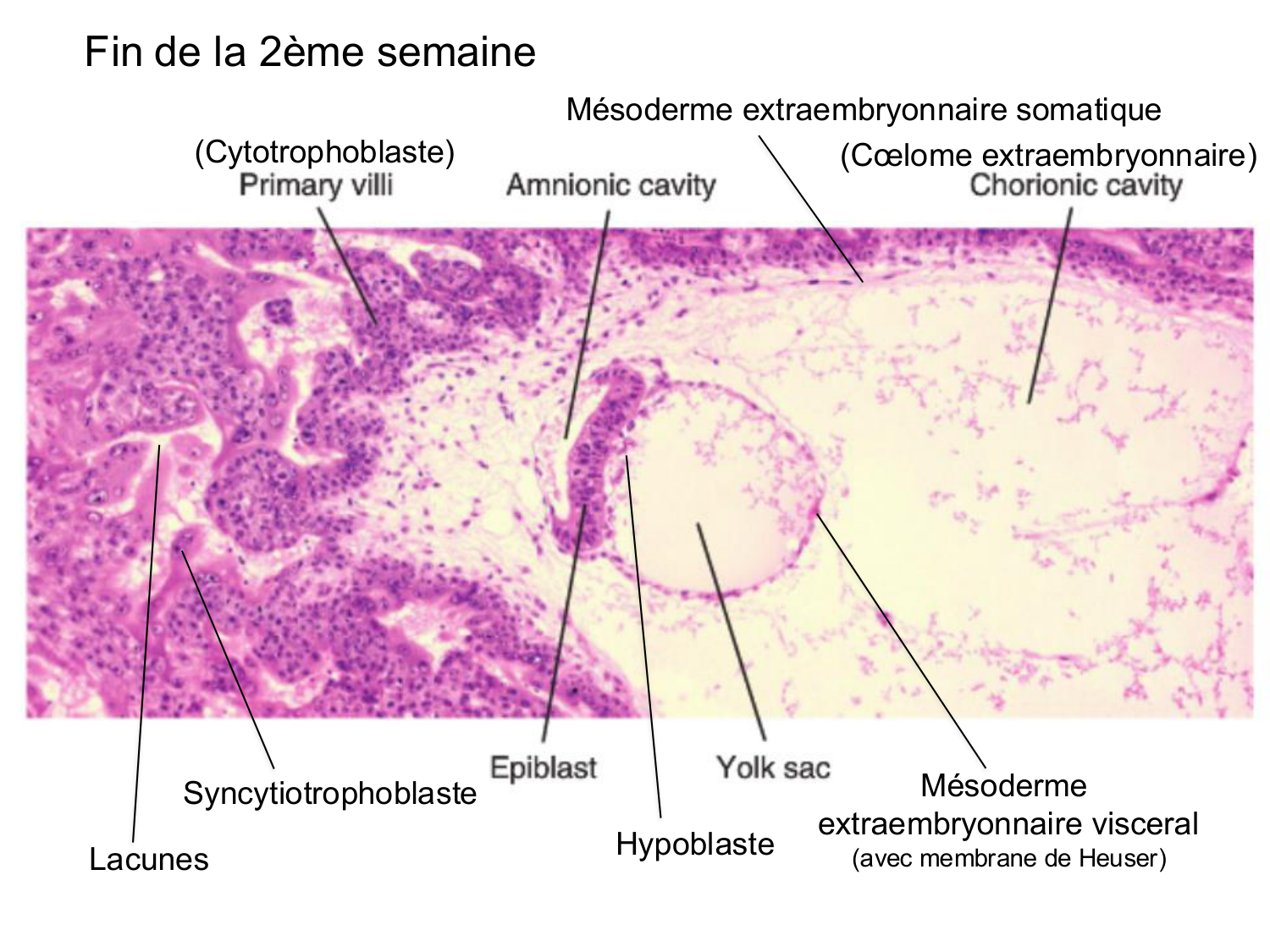 Développement — semaine 3 page 9