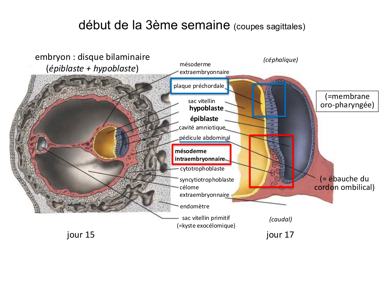 Développement — semaine 3 page 10