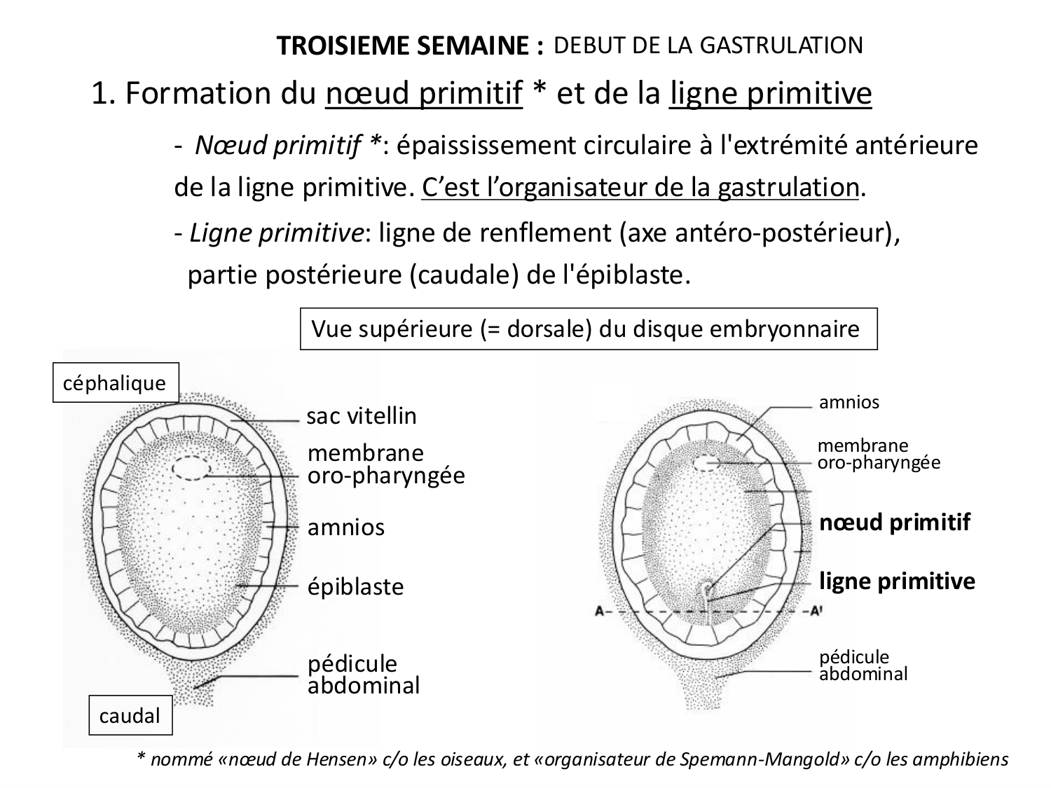Développement — semaine 3 page 12